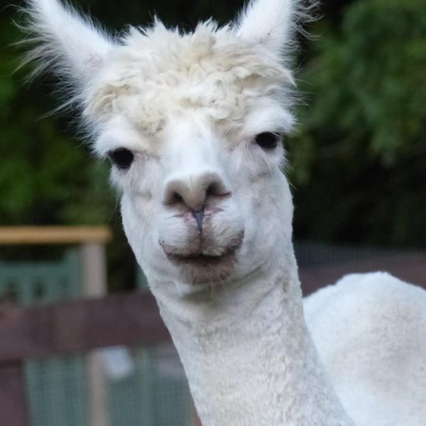 Tonic at Malmesbury Animal Sanctuary