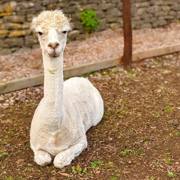 Tonic at Malmesbury Animal Sanctuary