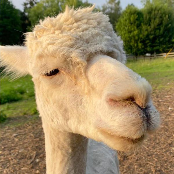 Tonic at Malmesbury Animal Sanctuary